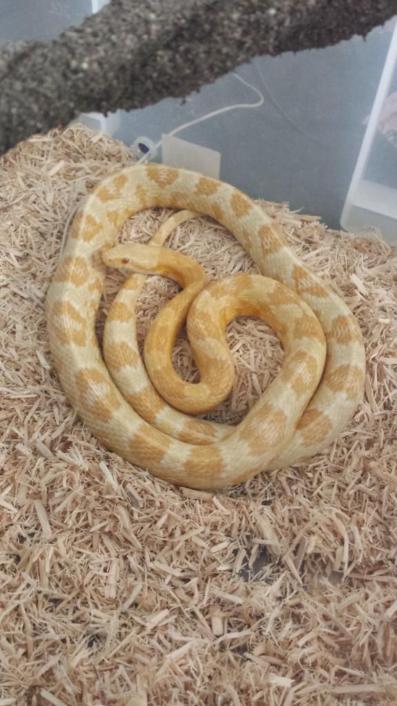 feeding-schedule-for-underweight-corn-snake-reptile-forums